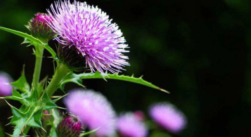 水飛蓟禁忌人群