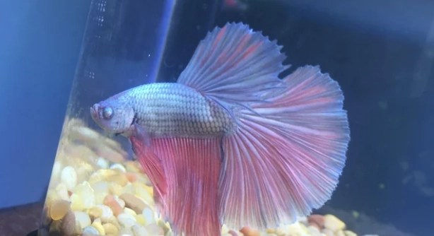 鬥魚睡覺沉底原因