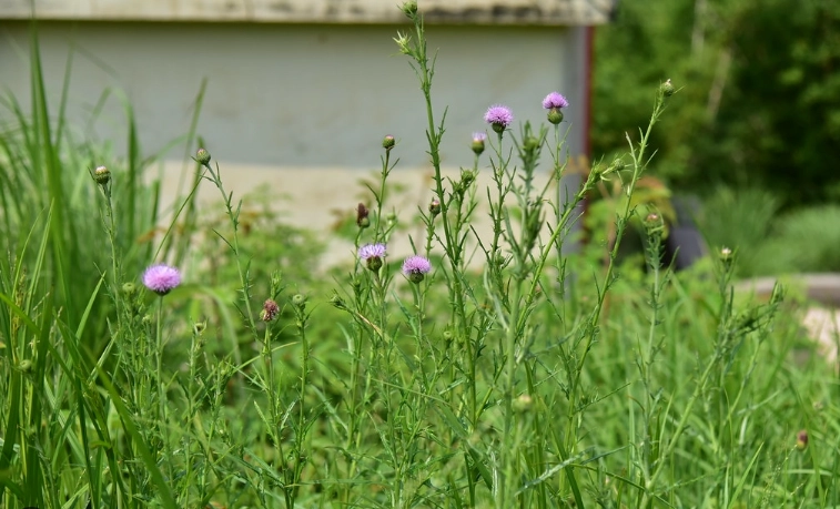 雞角刺生長條件