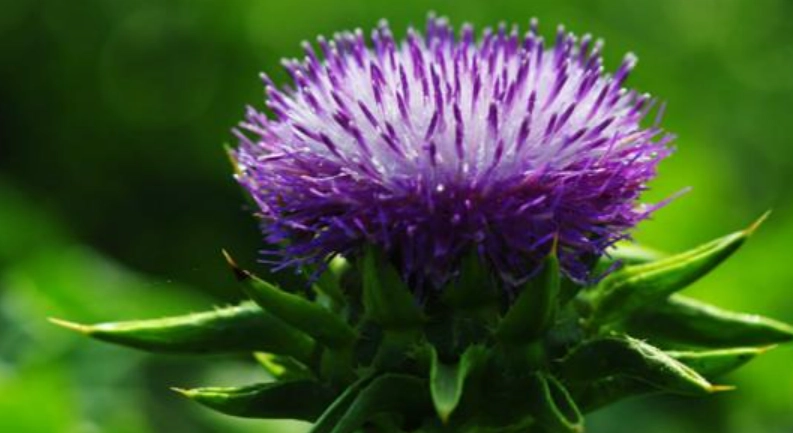 水飛蓟禁忌人群