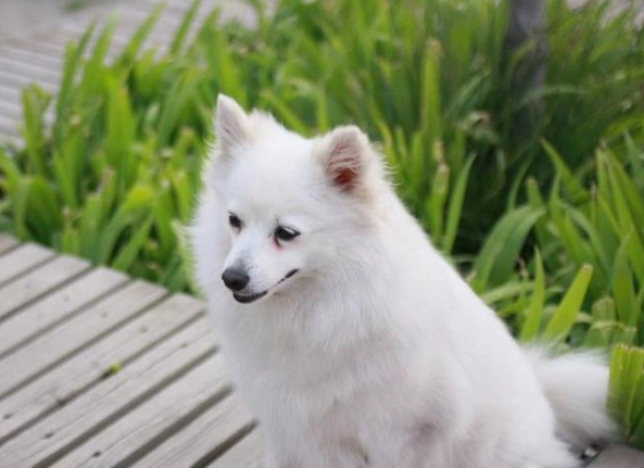 狐狸犬健康風險