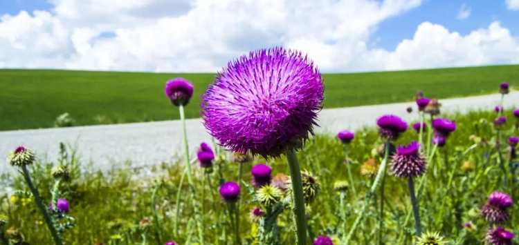 水飛薊保肝功效