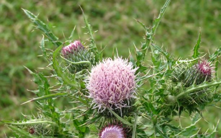 雞角刺使用方法