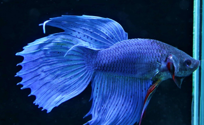 鬥魚壽命影響因素