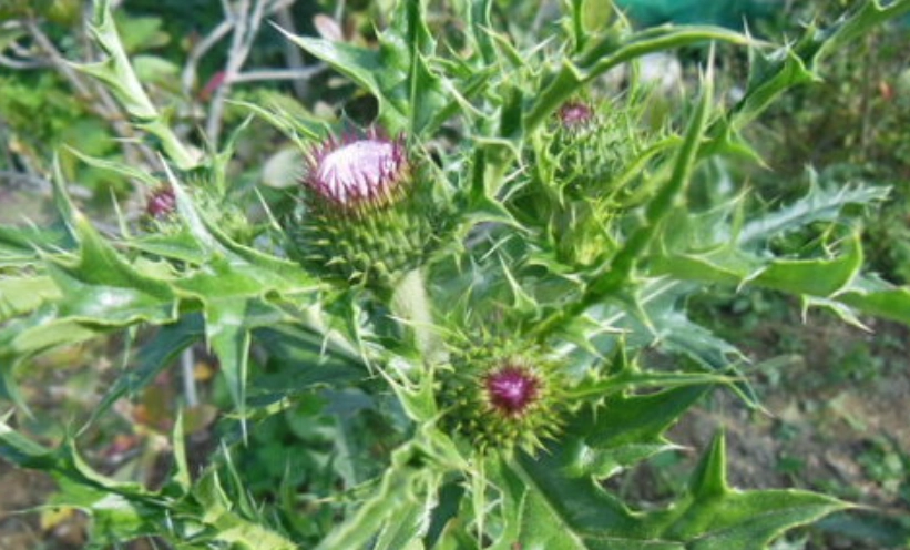 雞角刺栽培技巧