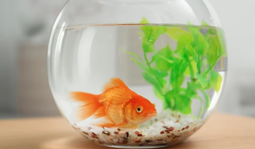 辦公室養魚風水