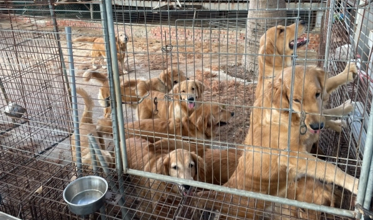 領養黃金獵犬流程