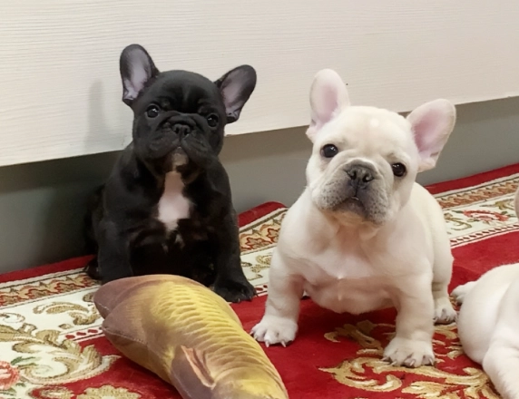 法國鬥牛犬價錢