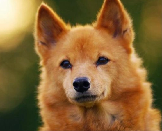 狐狸犬健康風險