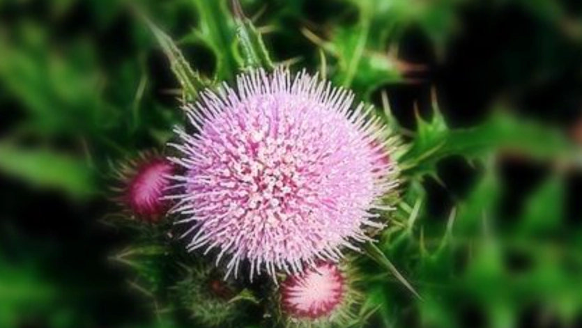 雞角刺生長條件