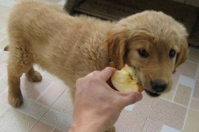 狗狗吃蘋果