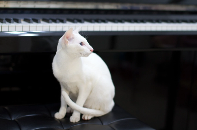 東方短毛貓性格