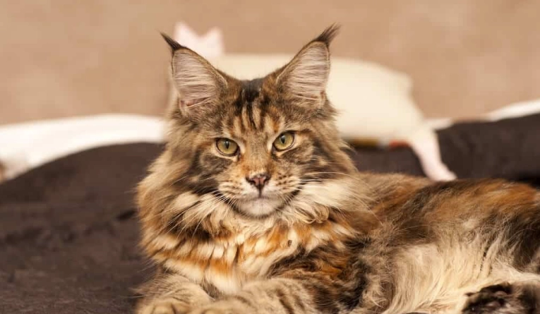 緬因貓健康問題