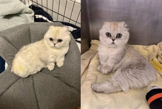 曼赤肯貓領養費用