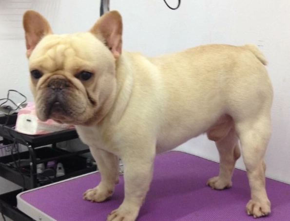 法國鬥牛犬價錢