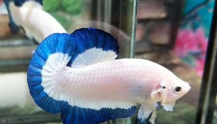 養鬥魚注意事項