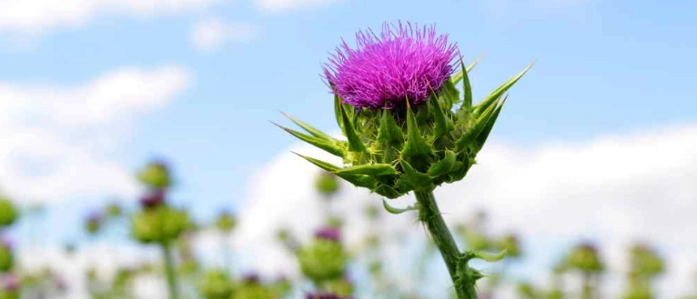 脂肪肝自然療法