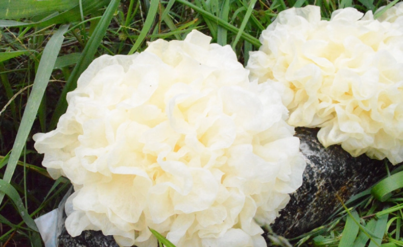 白木耳消化問題