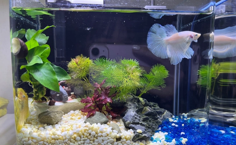 養鬥魚注意事項