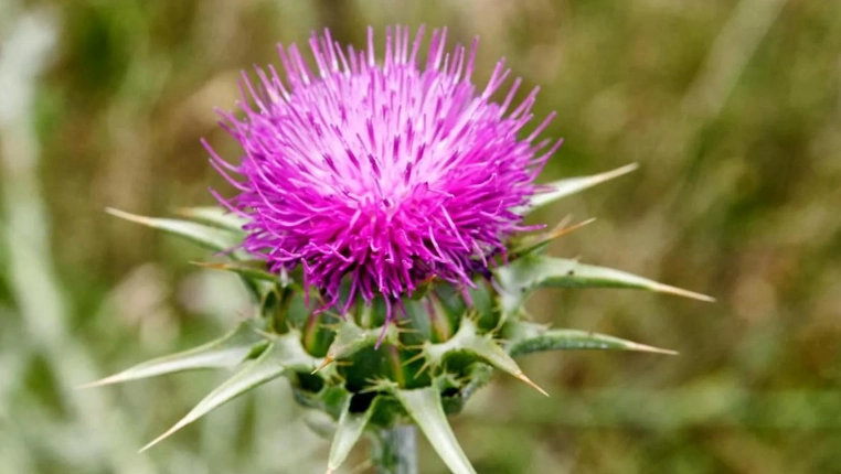 水飛薊保肝功效