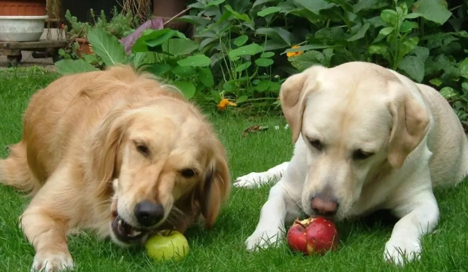 水蜜桃對狗安全