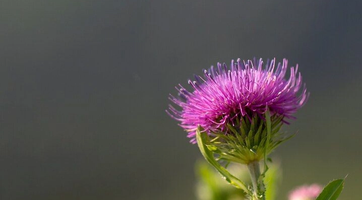 水飛薊服用時間