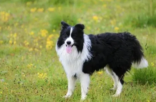 邊境牧羊犬訓練