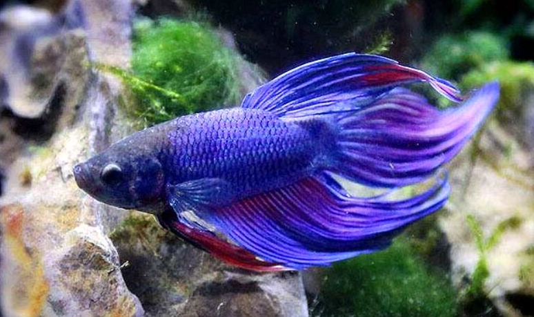 鬥魚壽命影響因素