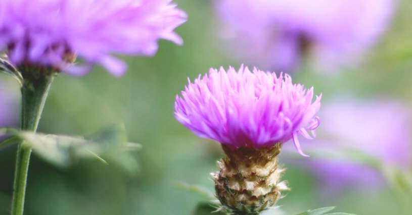 水飛蓟不适合谁吃