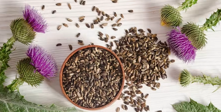 水飛薊服用時間