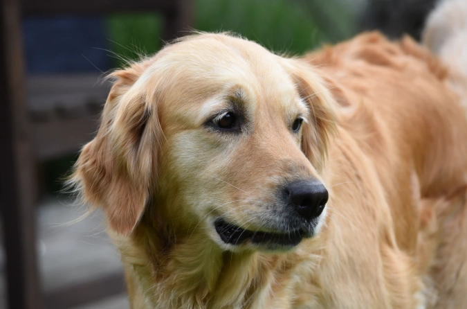 領養黃金獵犬流程