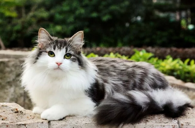 大型貓飼養方法