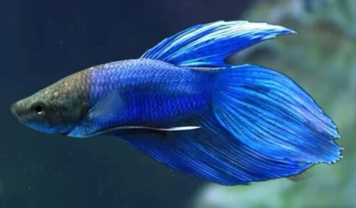 延長鬥魚壽命方法