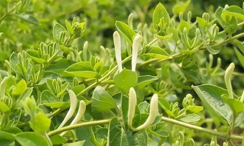 金銀花使用方法