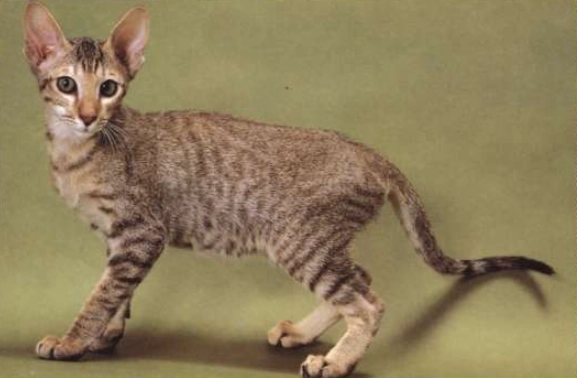 東方短毛貓性格