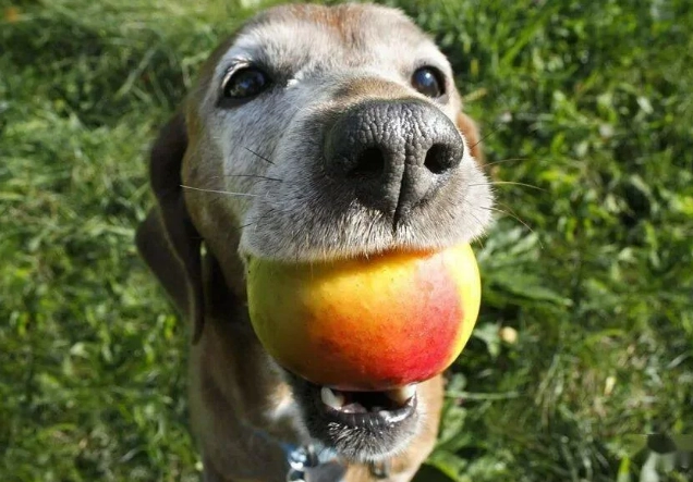 水蜜桃對狗狗安全