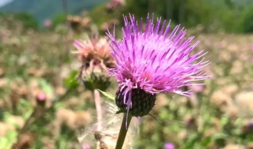 雞角刺使用方法