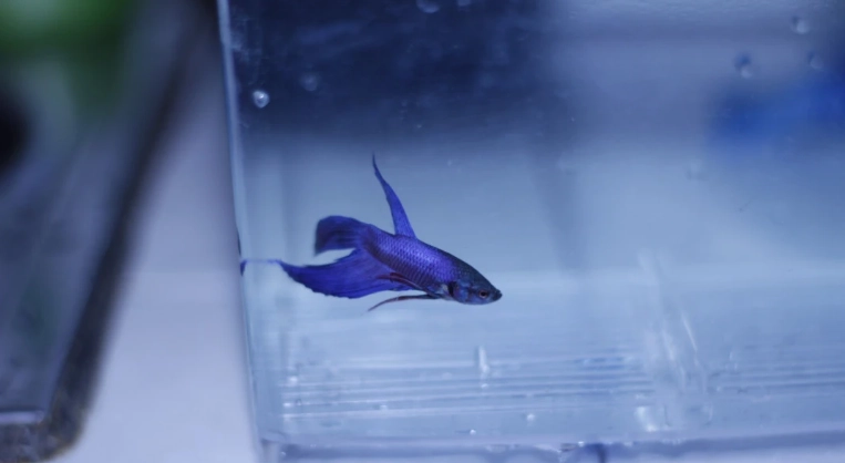 延長鬥魚壽命方法