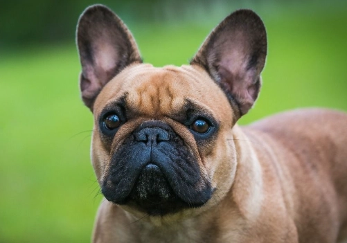 法國鬥牛犬價錢