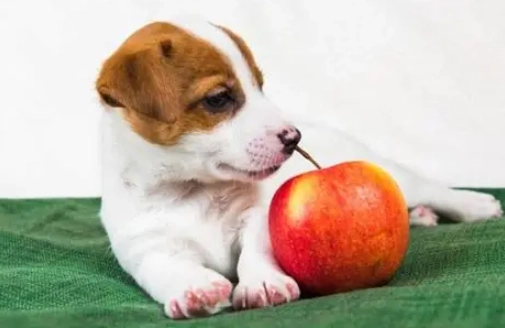 蘋果對狗安全