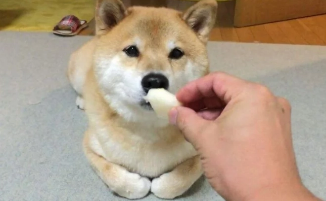 水蜜桃對狗狗安全