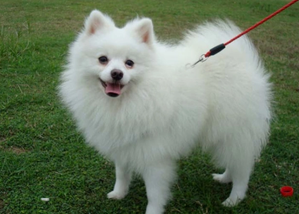 狐狸犬飼養問題