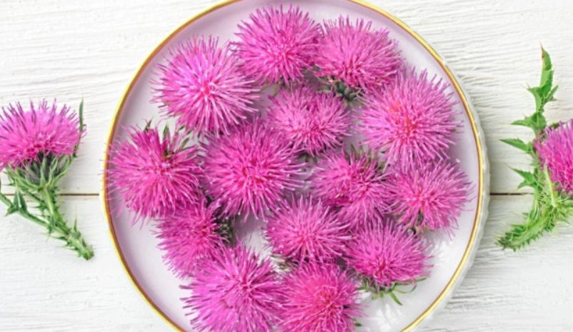 水飛蓟不适合谁吃