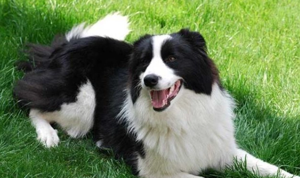 邊境牧羊犬訓練