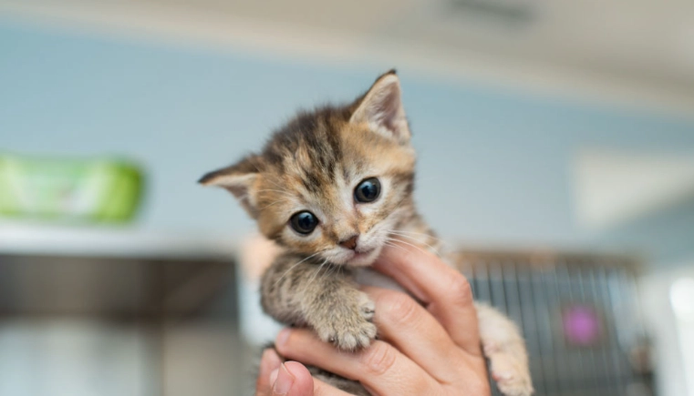 貓咪拉肚子處理