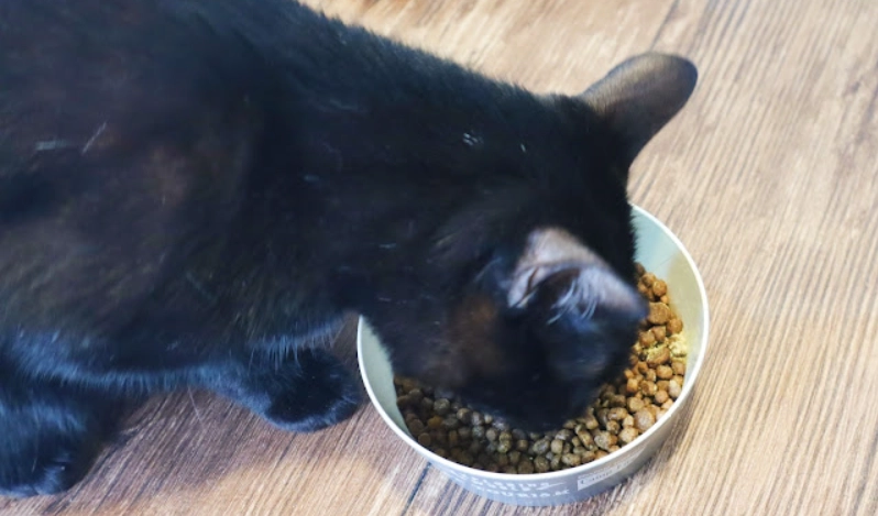 排毛粉劑量建議