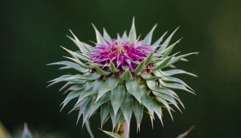 脂肪肝自然療法