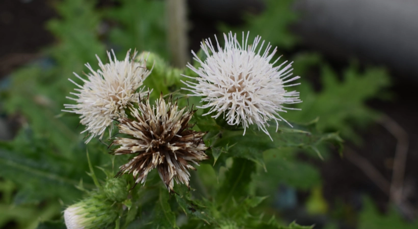 雞角刺中毒症狀