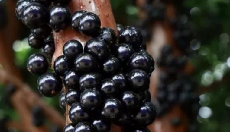 最好吃的樹葡萄