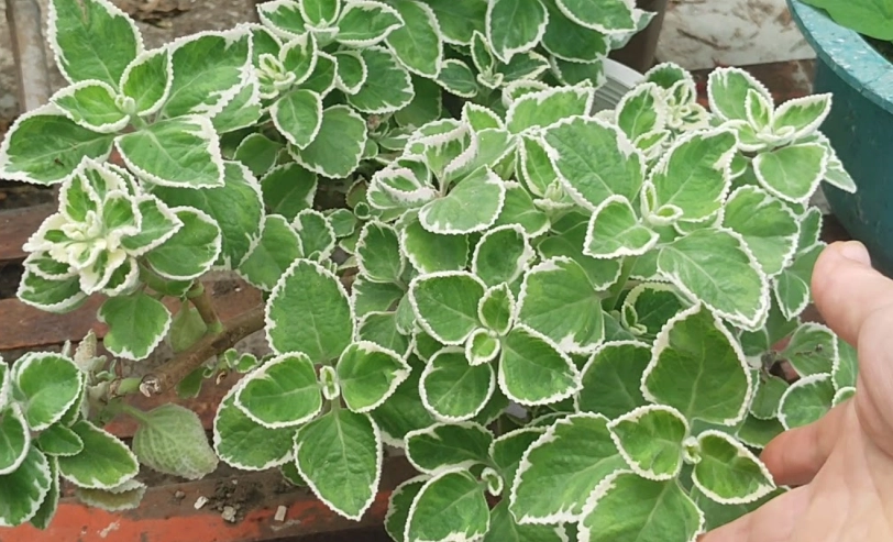 斑葉左手香照顧